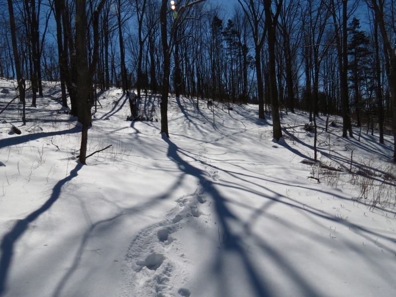 A Winter's Walk 