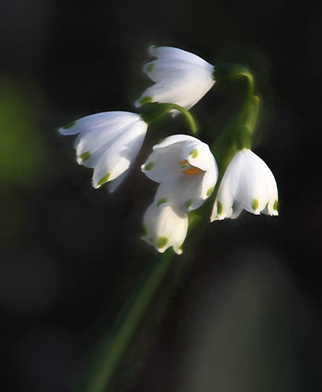 Snowdrops