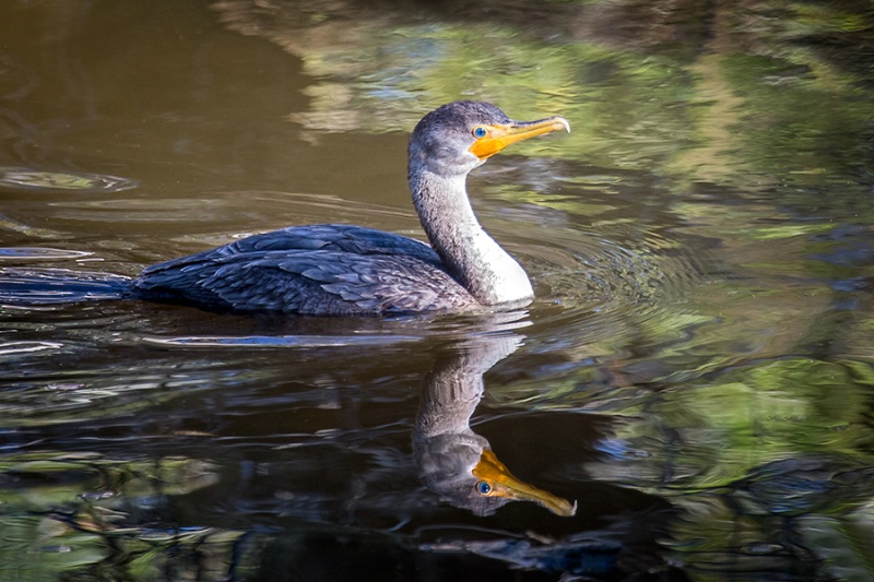 Cormorant Reflection    