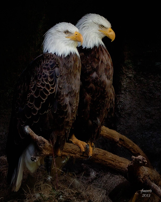 Eagles Perch