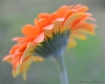 Taste of Spring