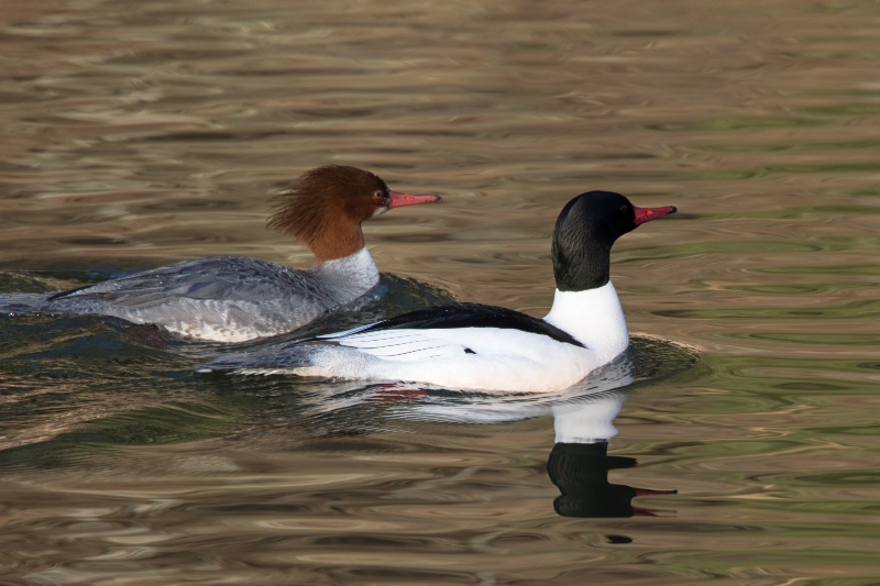 common mergansers