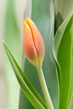 Spring's First Blush