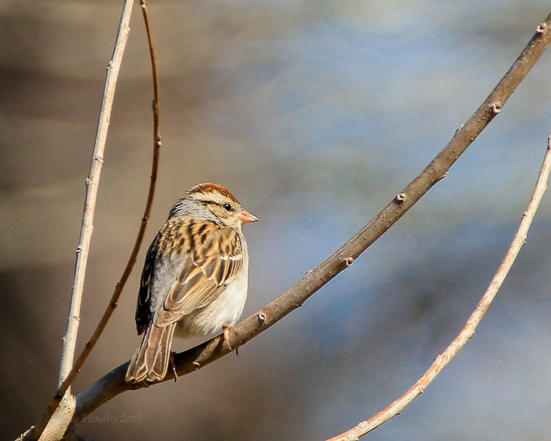 Perched