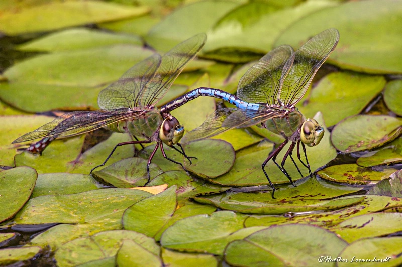 Dragonfly Tango