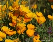 dsc 7501