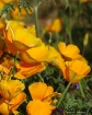 dsc 7502