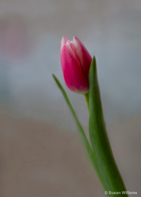 Tulip 