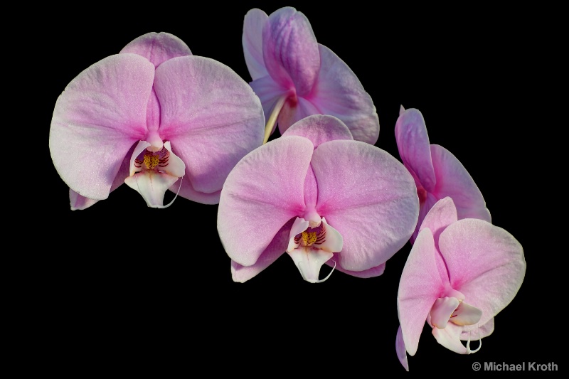 Phalaenopsis Bouquet