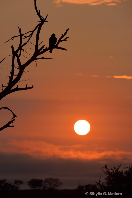 Wahlberg's Eagle watching the sunrise - ID: 14846544 © Sibylle G. Mattern