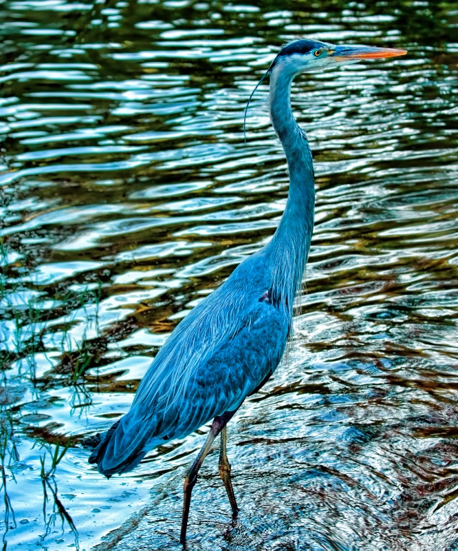 Blue Heron