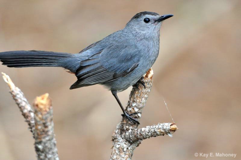 Catbird