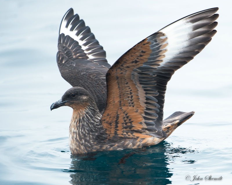 Chilean Skua - Nov 17th, 2014 - ID: 14847121 © John Shemilt