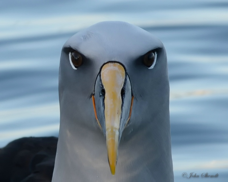 Buller's Albatross - March 18th 2013 - ID: 14847122 © John Shemilt