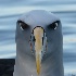 © John Shemilt PhotoID# 14847122: Buller's Albatross - March 18th 2013