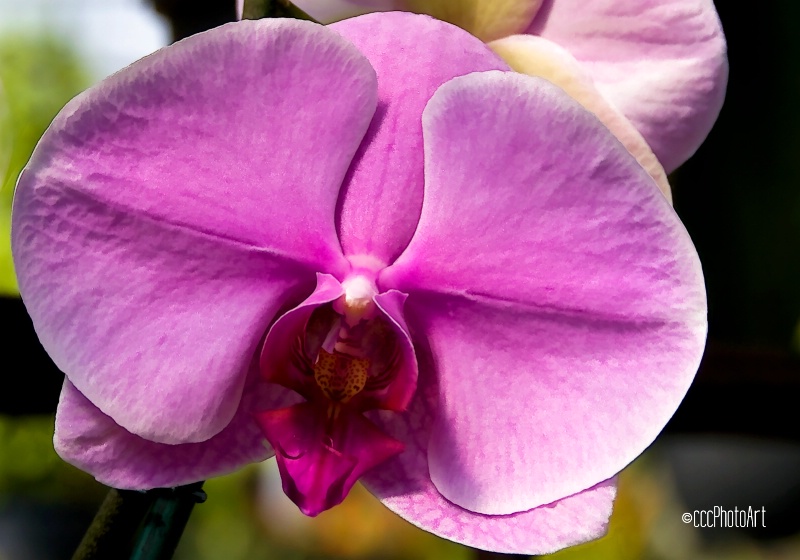 Sherbet Orchid