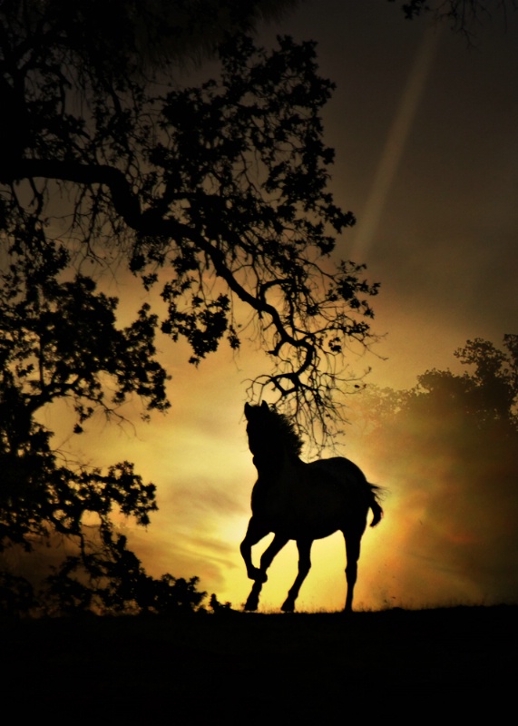 Horse and Sun