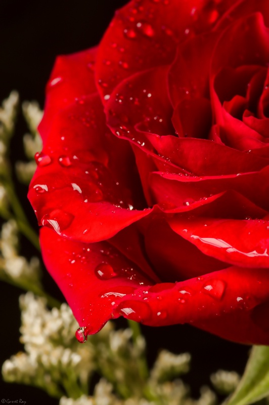 ~Raindrops on Roses~