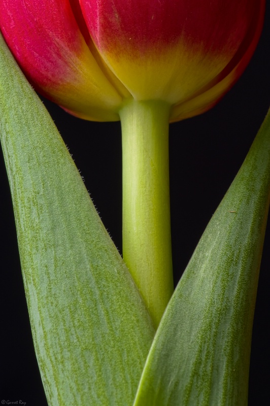~Tulip~