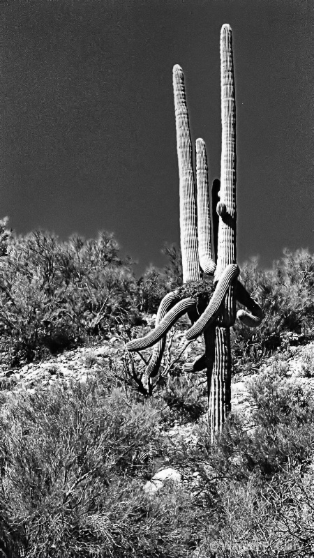 Old Man Saguaro with hawk's nest