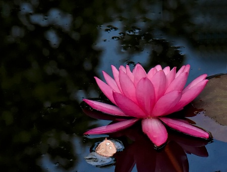 Water Lily