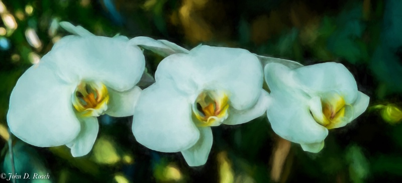 Orchids dancing