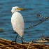 © TERRY N. MCCORMAC PhotoID# 14847647: Great Egrets