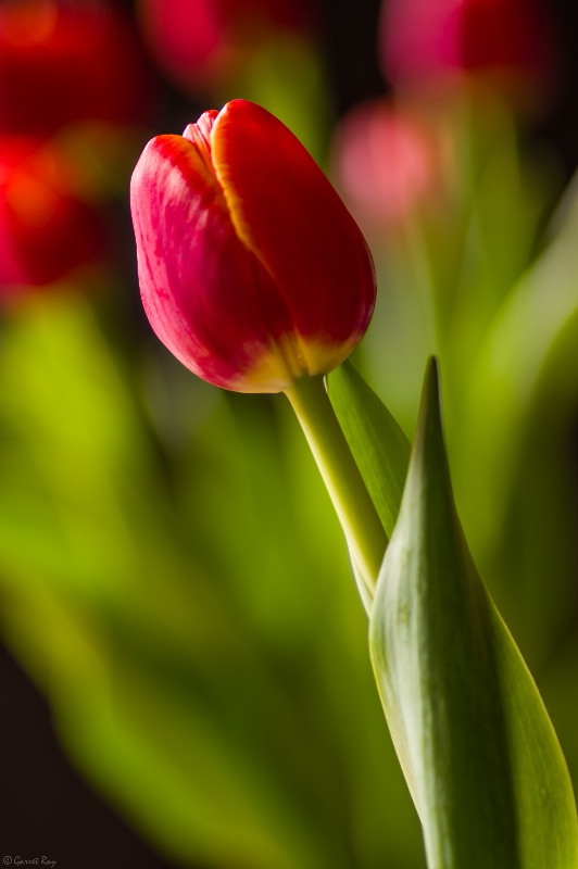 ~Spring Tulips~