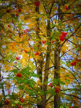 berries and leaves