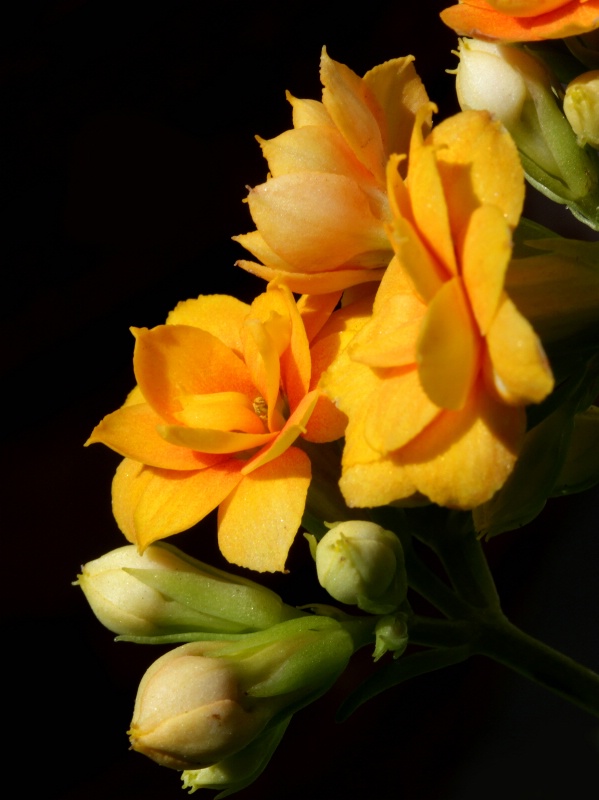 Golden Begonia