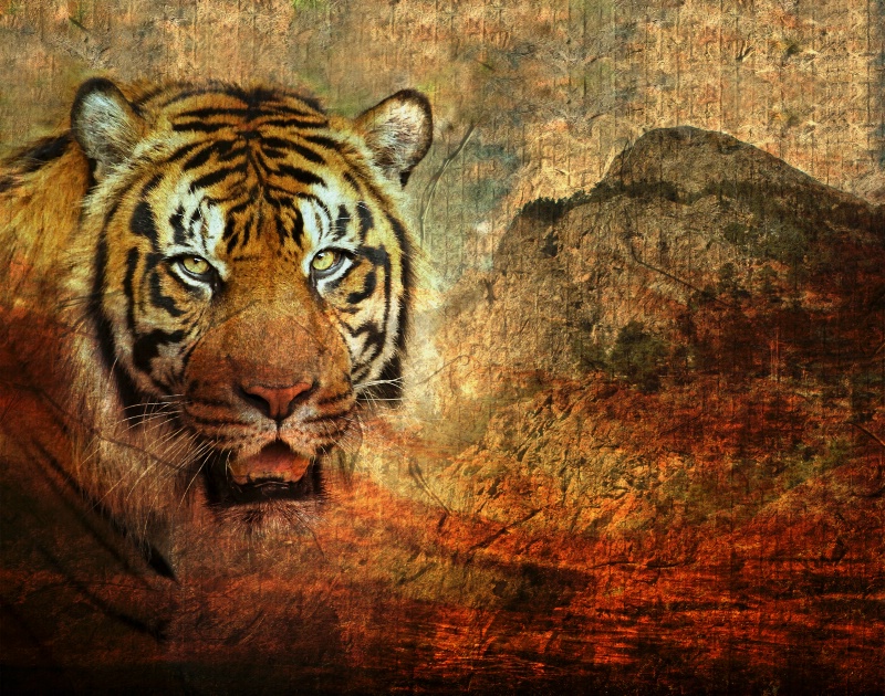 Siberian Tiger