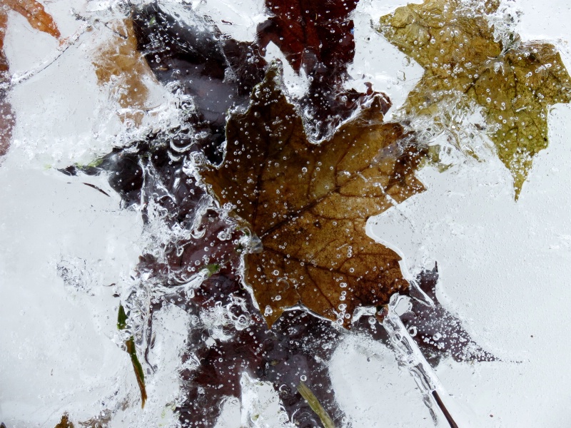 Leaves encased in ice