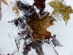 Leaves encased in...
