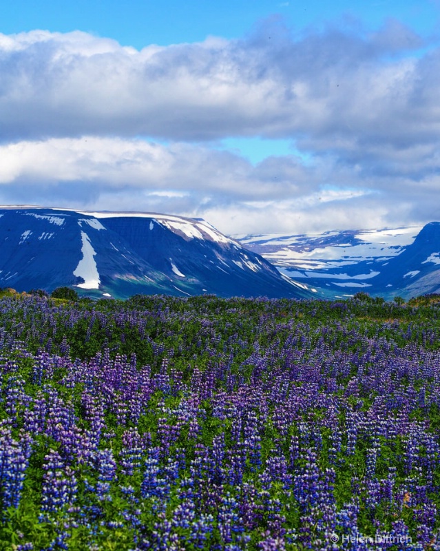 lilac views