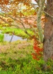 Painted Foliage