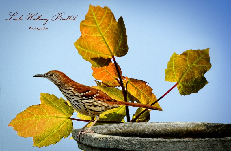 Brown Thrasher on Bird Bath