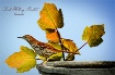 Brown Thrasher on...