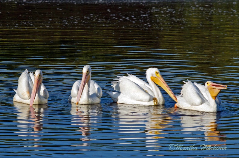 Four White Pelicans