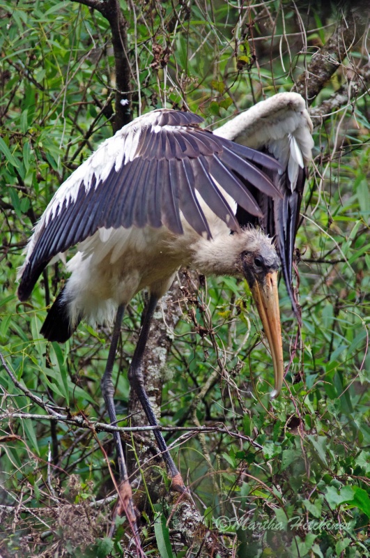 Immature Wood Stork