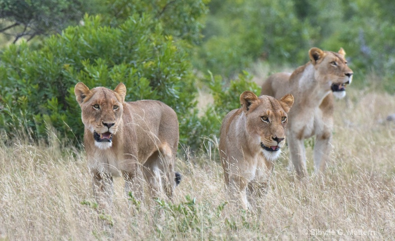lion brothers and sisters - ID: 14849246 © Sibylle G. Mattern