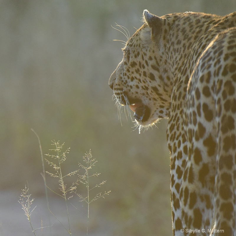 leopard and grass - ID: 14849274 © Sibylle G. Mattern