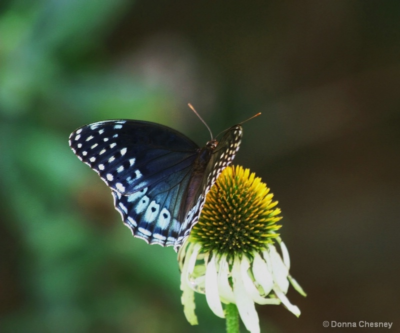 Swallowtail Butterfly On Cone Flower