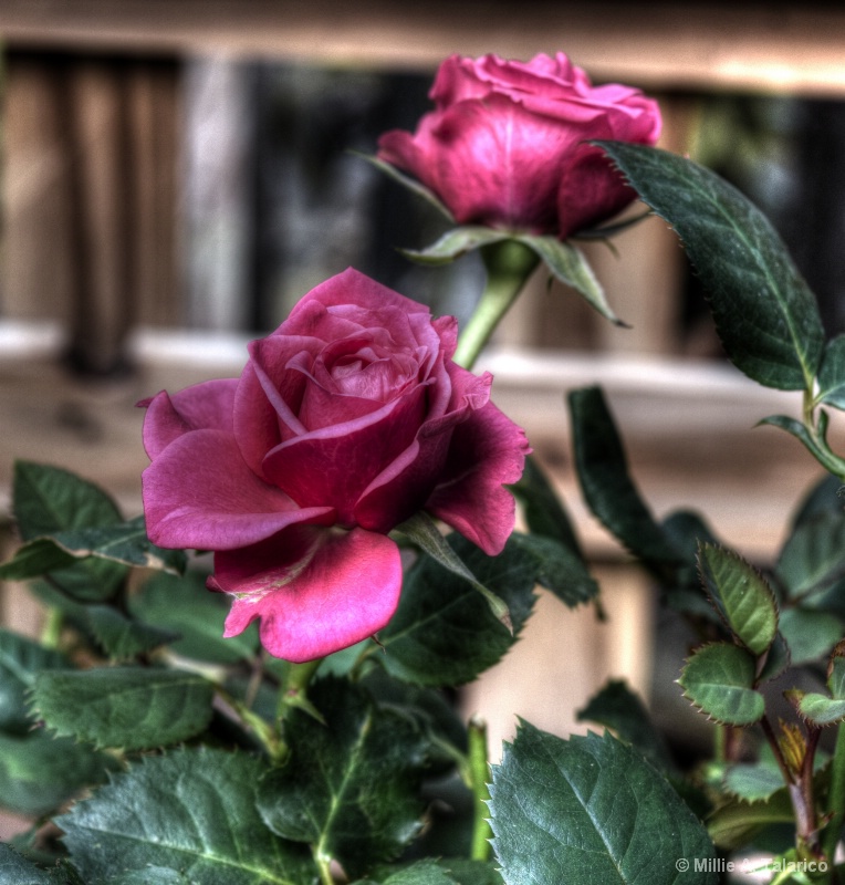 Indoor Rose