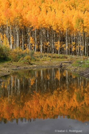 Reflection of Golden Aspens 