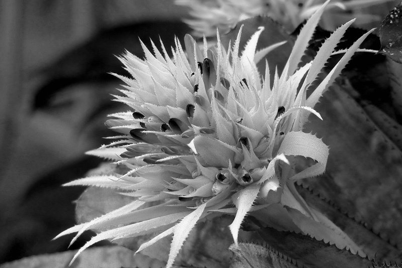 Flower (B&W)