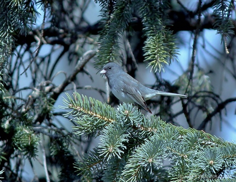 Blue Bird