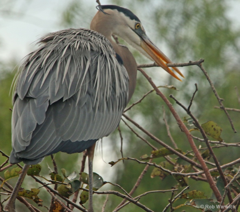 Great blue heron carrying nest materials