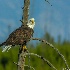 © TERRY N. MCCORMAC PhotoID# 14850084: Bald Eagle