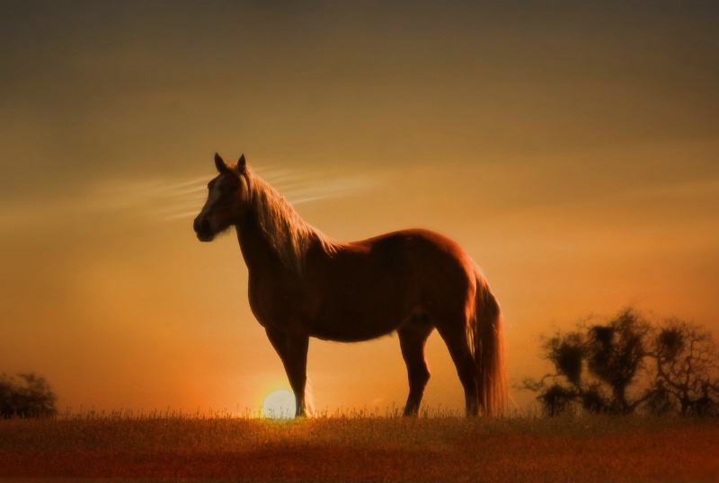 Mustang Sunset