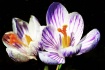 crocus